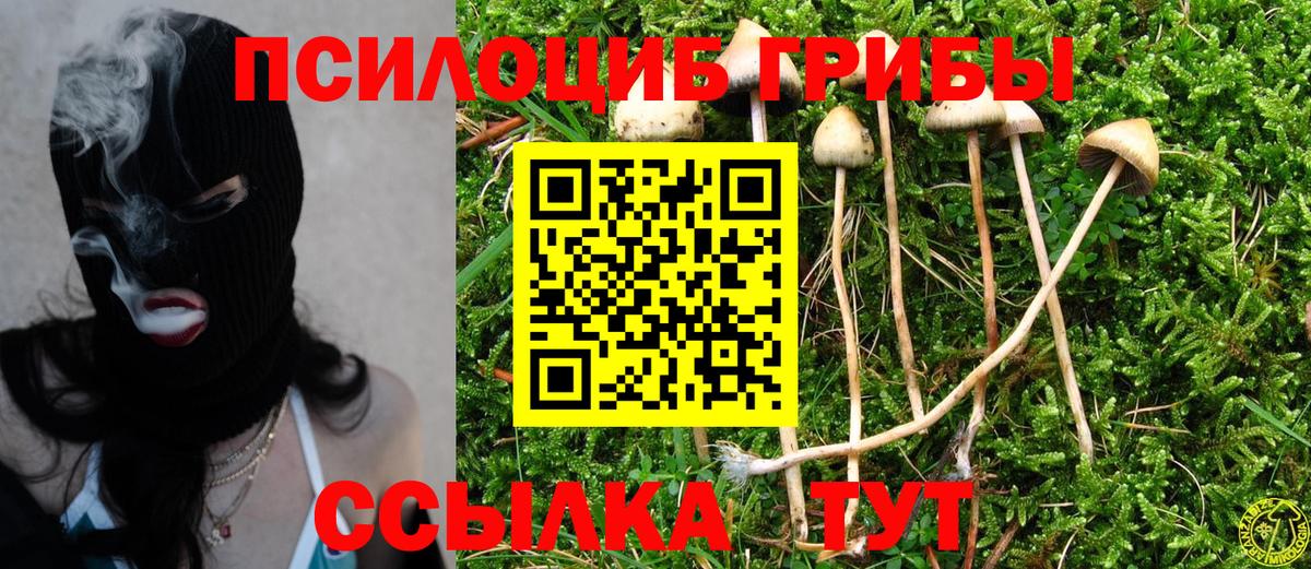 Кстово  Псилоцибиновые грибы прущие грибы  Псилоцибиновые грибы Psilocybine cubensis  Вход с VPN 